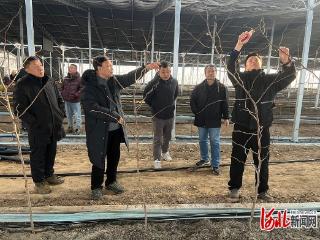 河北省林果花卉产业专家支撑团队到望都县开展技术指导