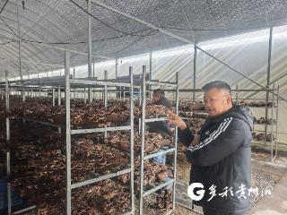 习水双龙乡：头茬马桑菌上市 请你当品鲜官