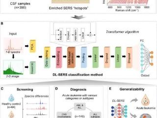 能为急性白血病快速诊断！西安电子科技大学团队打造“光谱神探”