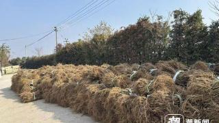 海宁这个小镇，靠“一根苗”带动上千农户增收
