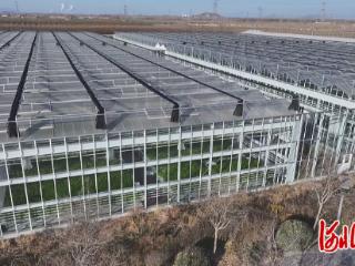 石家庄市鹿泉区：蔬菜工厂保障冬季鲜蔬供给