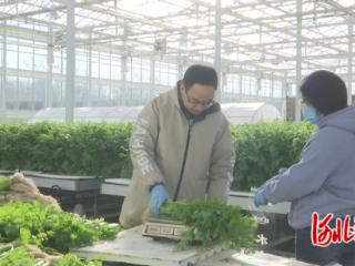 石家庄市鹿泉区：科技赋能智慧农业 蔬菜工厂保障冬季鲜蔬供给