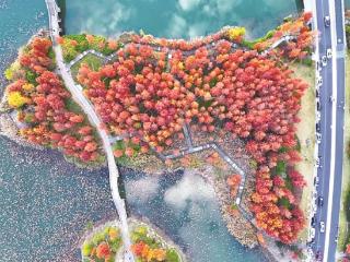 湘湖水杉林进入最佳观赏期 这些点位100%出片