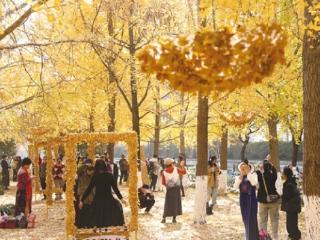 杭州“落叶不扫”推出8年 特色景观越来越多