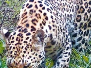 瓣瓣同心 | 京冀晋联动 守护华北豹回京之路