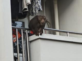 猴子现身安徽一高校引围观 校方回应：猴子已被带走，没有学生受伤