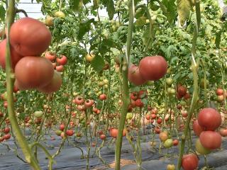 郯城县杨集镇：大棚西红柿喜丰收