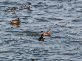 近危物种罗纹鸭现身三汊河湿地