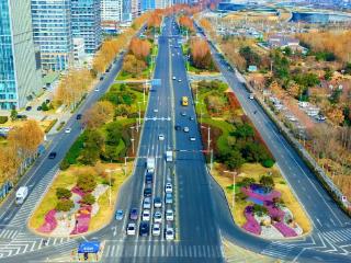 16万株羽衣甘蓝“上新” 营造日照城市靓丽街景