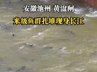 光明顶辟谣 | 水文站阻断鱼群洄游？ 池州市水利局黄湓闸管理所：视频非近期拍摄，闸口留有鱼道，不会阻断洄游