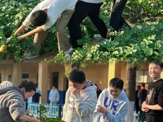 快乐“满格”！秋萝卜丰收劳动实践欢乐“爆棚”