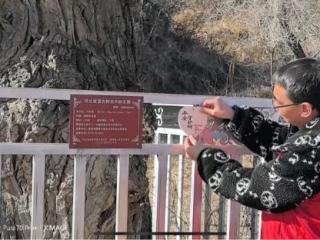 平安产险河北分公司古树名木志愿者守护行动落地承德