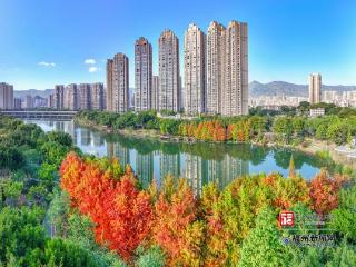 琴亭湖公园赏杉正当时