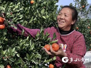 汇川区观音寺村：“甜蜜产业”丰收上市