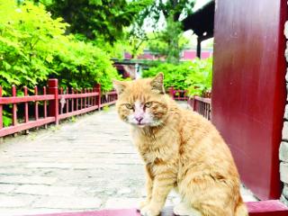 晋祠猫，千年时光的守望者