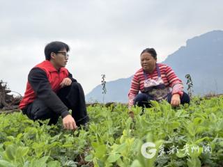 冬日“新绿”变“金叶” 赤水市元厚镇豌豆尖铺就富民增收路