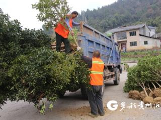 绥阳：“挪苗添绿”巧用资源 文明实践扮靓乡村