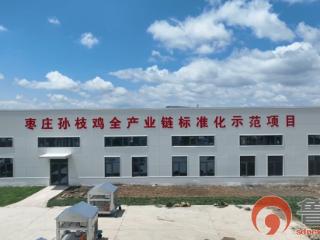 山东枣庄：“孙枝鸡”产业铺就乡村振兴路