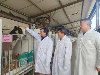世界首批胚胎干细胞基因编辑克隆牛在河北培育成功