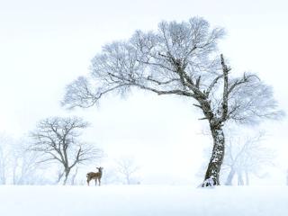 雪落大沁塔拉……