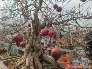 枣庄万景园产品畅销四方