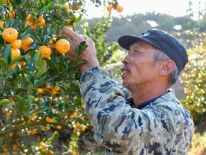 南丰：“桔王”解锁甜蜜品质密码