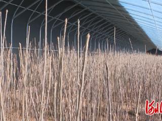 石家庄市鹿泉区：智能栽种引出“椿”光大道