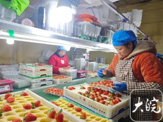 “夜不关灯”的草莓工厂：长丰日产超百万斤草莓背后的忙碌图景