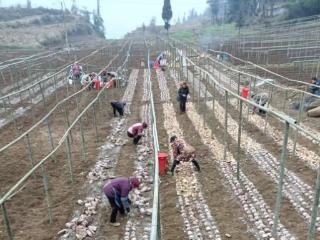 织金农商银行授信“活水”滋养乡村特色产业