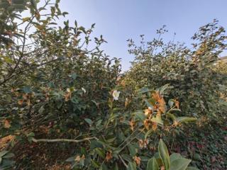 农行信阳分行：金融活水浇灌油茶“黄金果”