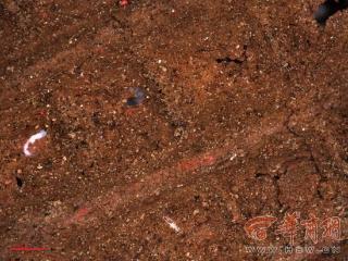 寨沟遗址青铜器表面发现纺织品残留 证明陕北在商代就有平纹麻布