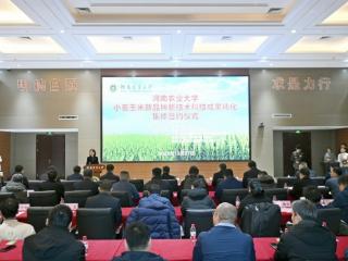 全年转化超7200万 河南农大种业创新结出“金穗子”