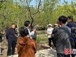 河北农业大学盐碱地创新驿站枣驿站助力沧县枣产业高质量发展