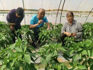 东台市新街镇银龄创业“帮帮团”：燃动夕阳红 绘就乡村振兴新图景