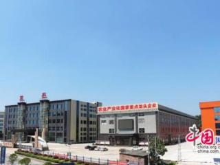 隆回辣椒的产业革命与乡村振兴路：从田间到世界