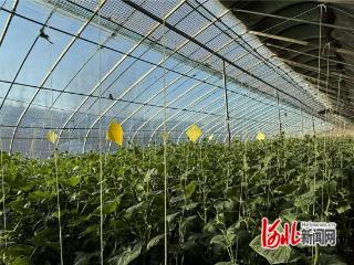 卢龙：设施农业“棚”勃发展 激活增收致富“引擎”