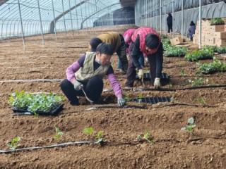 大羊镇：“香妃”移居暖棚 助力春茬增收