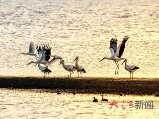 东方白鹳现身袁河湿地
