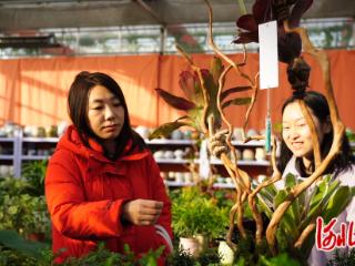 河北省迁安市：元旦临近花卉俏销