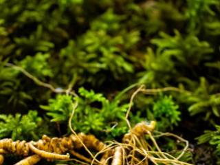 2025新发路观察年终盘点⑪丨从长白山到全世界 一棵人参的千亿故事