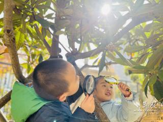 探秘枇杷花，这群孩子感悟自然“勇敢”