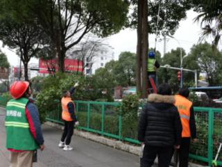 为行道树“瘦身”， 他们在行动！