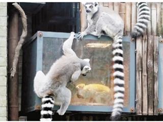 动物园“居民”要“花式过冬”了