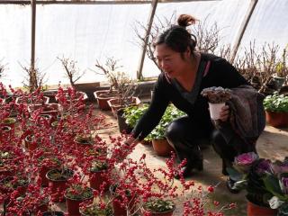 河北滦南：花卉旺销迎新年