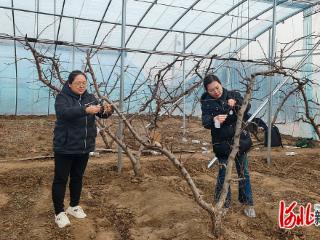 跨体系协同赋能，推进设施桃熊蜂授粉技术示范推广