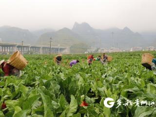 绥阳县高坊子村：百亩花菜采收忙 村民家门口挣薪