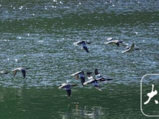 共记录278只 安徽省首次越冬中华秋沙鸭同步调查结束