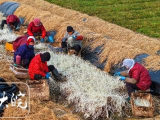 庐江： 金坝芹芽采收忙