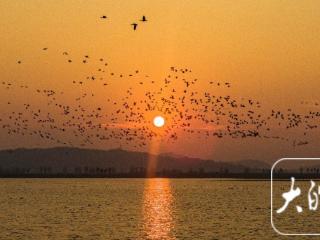 庐江：黄陂湖湿地上演鸟浪壮观画面
