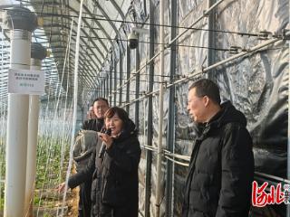 河北省设施蔬菜创新团队：创新高效经营模式，助力产业高质量发展